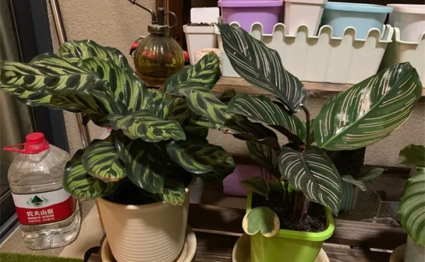 好養活的10種耐陰花卉