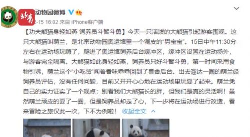 身輕如燕！大熊貓翻越圍欄去“參觀”人類，動物園：下不為例…