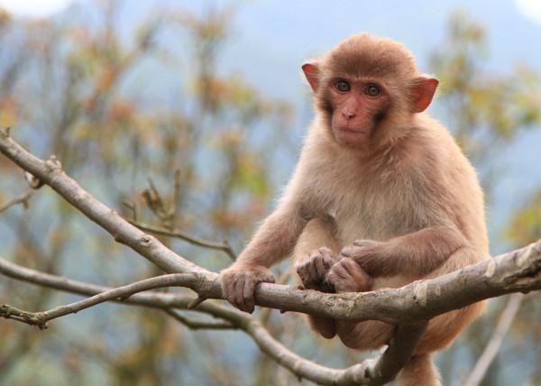 知青“養猴記”:兩瓶白酒換小獼猴,養三年耗盡緣分 知青“養猴記”:兩瓶白酒換小獼猴,養三年耗盡緣分