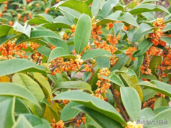 北方香氣濃郁的金桂，今年不僅爽約還發生了奇怪的變化，原因在此