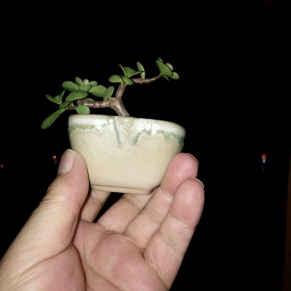 金枝玉葉黃葉掉葉,掌握一招,葉綠花繁,顏值高 金枝玉葉黃葉掉葉,掌握一招,葉綠花繁,顏值高