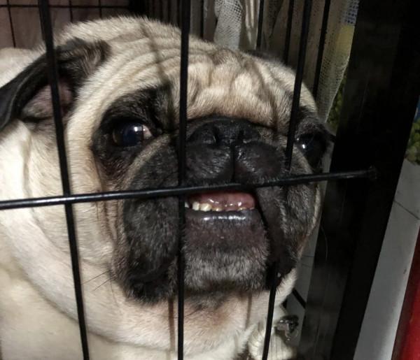 你以為的養寵方式？