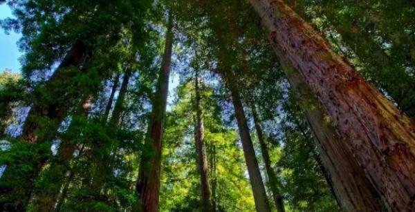 「新詩採擷」蘇然 | 這秋日多麼美好（組詩）