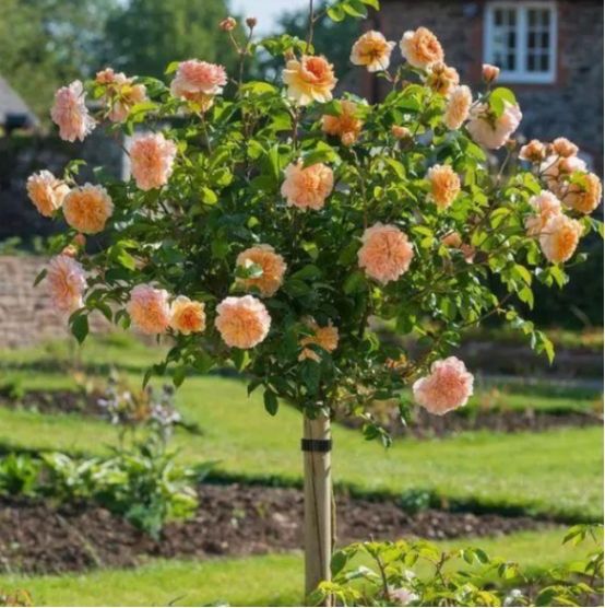 花農青麥澤翁：既有氣質有典雅大方的什麼花呢