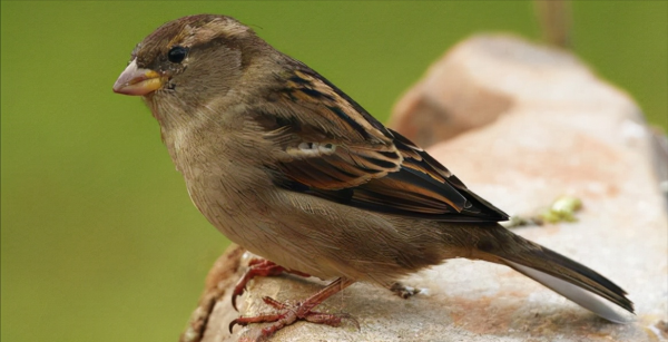 東江攬勝：天天相見不相識，國內五種常見麻雀你能分清嗎？