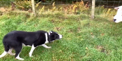 如 何 讓 一 只 邊 牧 失 去 尊 嚴 如 何 讓 一 只 邊 牧 失 去 尊 嚴