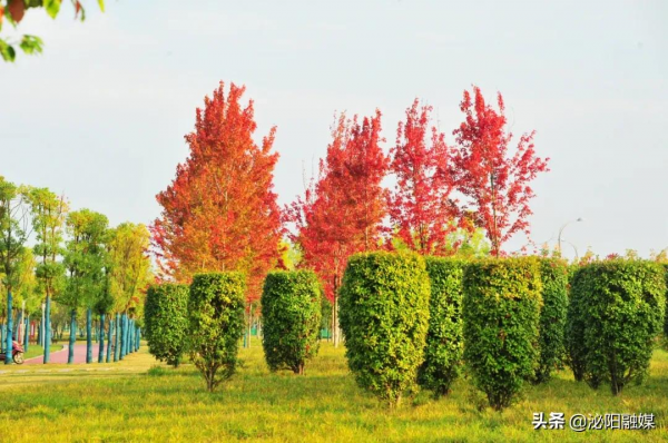 不可思議！已是深秋，月兒灣公園卻如此多彩，恰似夏日還未走遠