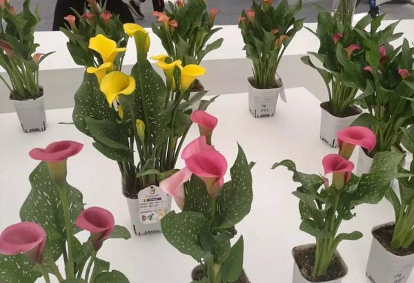 適合秋季養殖的3種球根植物,陽臺盆栽,2個月就開花,美極了 適合秋季養殖的3種球根植物,陽臺盆栽,2個月就開花,美極了