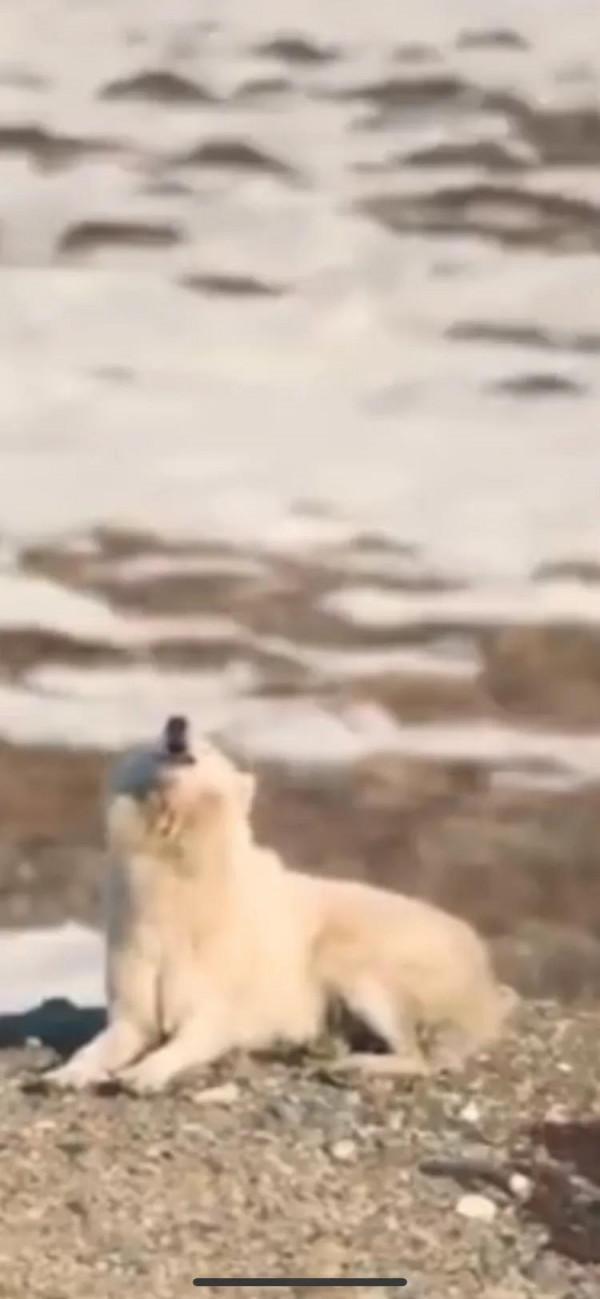 動物星球！/姐妹情深！/北極狼的愛恨情仇