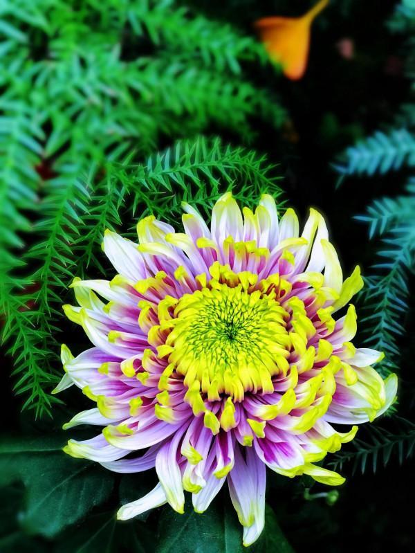 梅、蘭、竹、菊四君子的排名