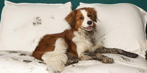 因搞破壞被抓時的狗狗,它的表情我能笑一天 因搞破壞被抓時的狗狗,它的表情我能笑一天