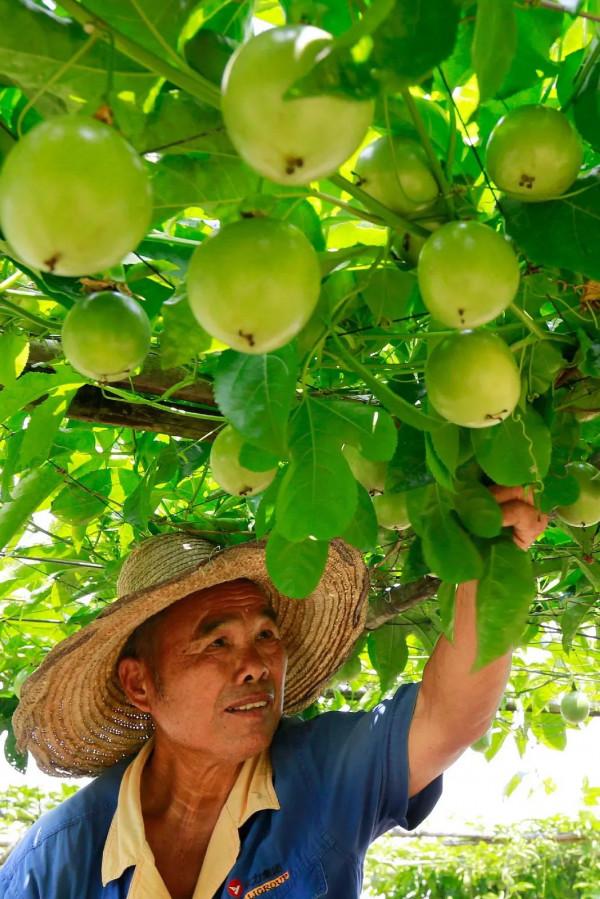 557億斤！中國&OpenCurlyDoubleQuote;水果王國&rdquo;，為什麼是廣西？