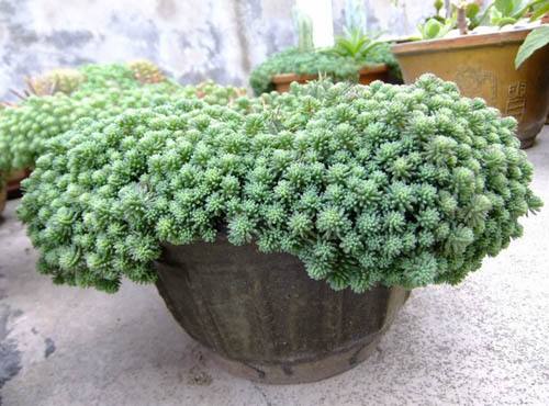 5種漂亮花，喜歡“窮養”，擠在破盆裡，能養30年