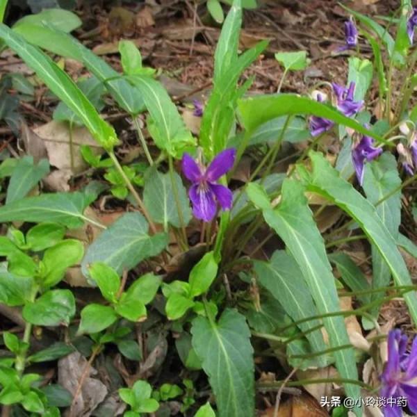 每日中藥——紫花地丁