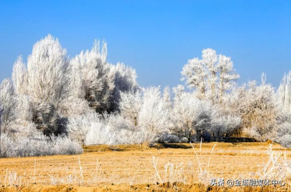 最美霧凇！來金塔看一場樹與冰雪的奇緣