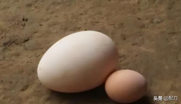 呼和浩特舊城大雜院往事（下）