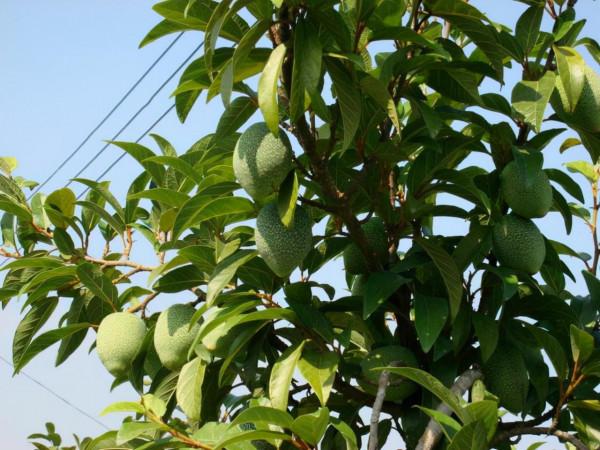 用手“搓出來”的甜品,全世界只有中國才有,名字還很溫柔 用手“搓出來”的甜品,全世界只有中國才有,名字還很溫柔