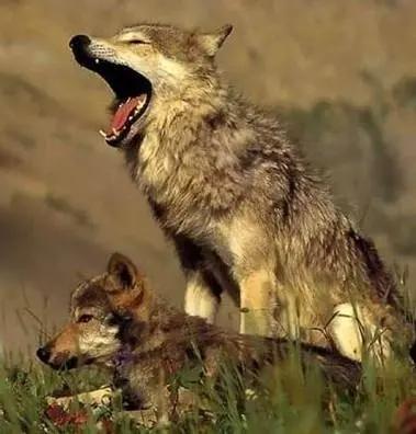 十年前成都女孩收養了一隻小狼,放生時,她告訴小狼:離人類遠點 十年前成都女孩收養了一隻小狼,放生時,她告訴小狼:離人類遠點