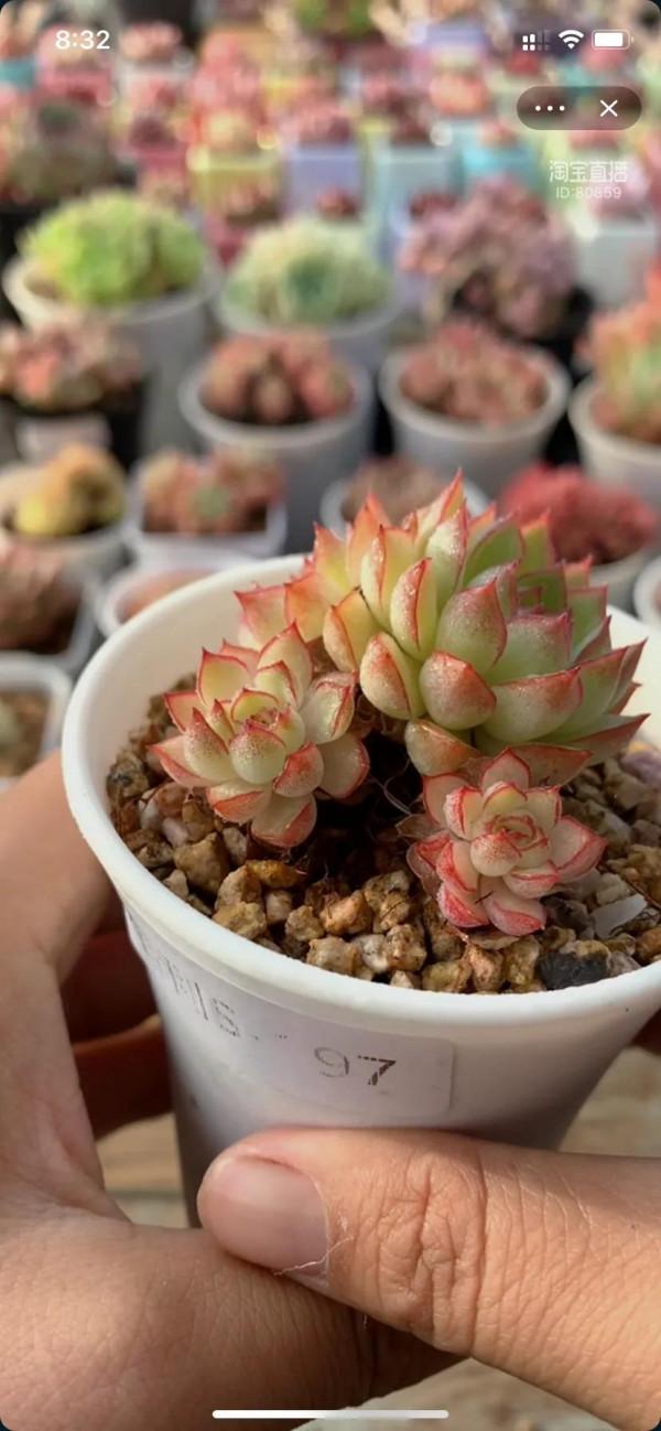 為多肉瘋狂的程度應該就是，買買買，種種種了吧