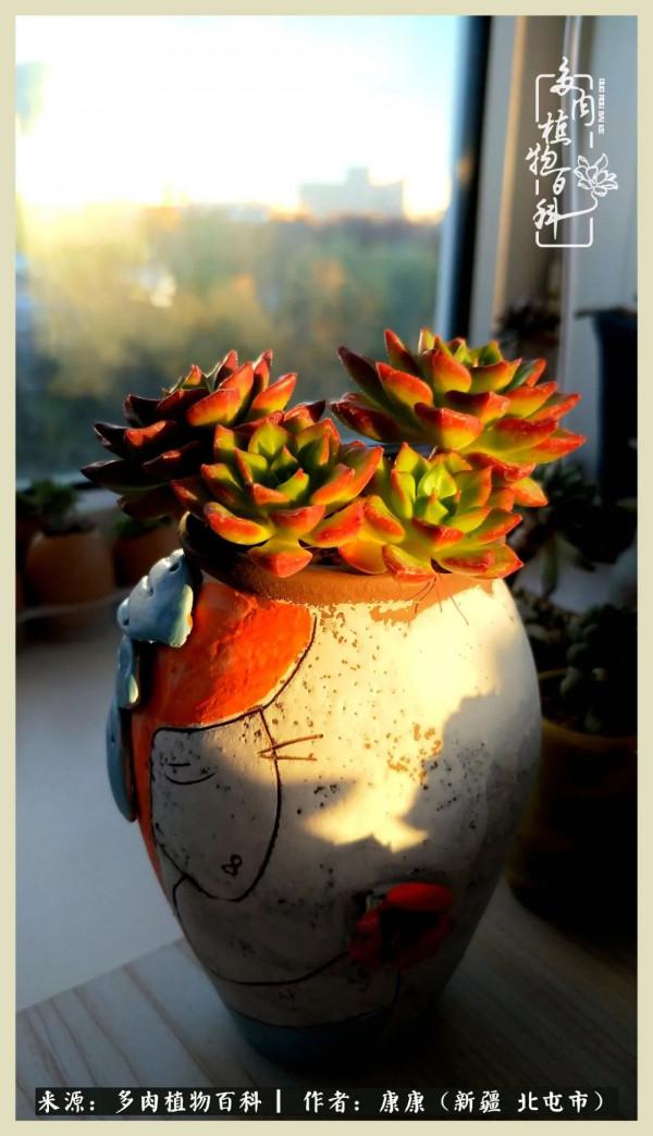 遠處都是風景，近處全是人生，眼前卻是多肉