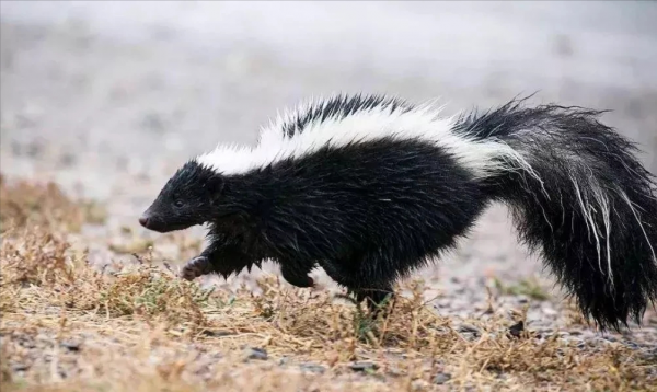 狗狗一見面,為什麼會先“聞屁股”?科學研究這是彼此交流的方式 狗狗一見面,為什麼會先“聞屁股”?科學研究這是彼此交流的方式