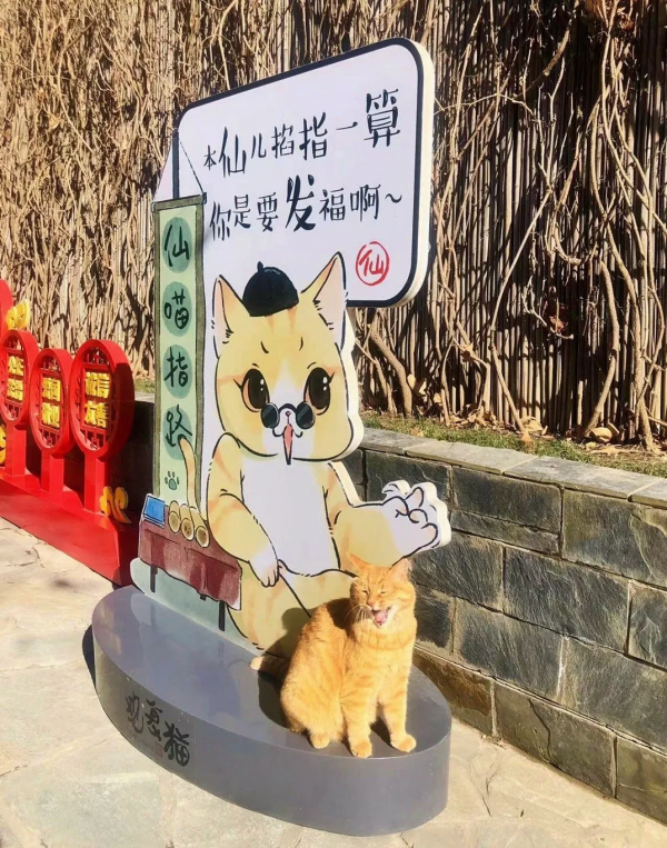 小貓咪都是怎樣&OpenCurlyDoubleQuote;爭寵&rdquo;的？