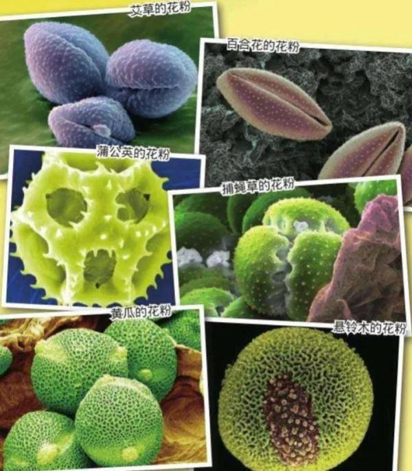 簡簡單單來認識植物之迷人的花朵 簡簡單單來認識植物之迷人的花朵