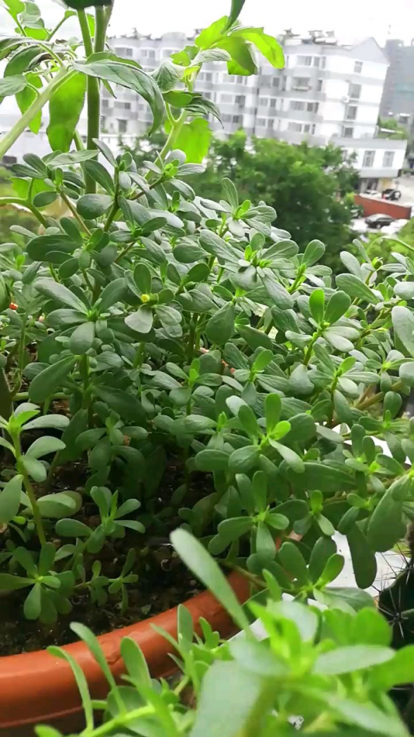 常見的5種野菜,見到了就拔回家,好吃解膩還不花錢 常見的5種野菜,見到了就拔回家,好吃解膩還不花錢