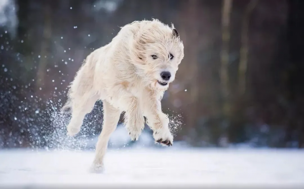 他是巨型犬中的戰鬥機，天生獵殺惡狼，現已成為軍犬中頂級猛犬