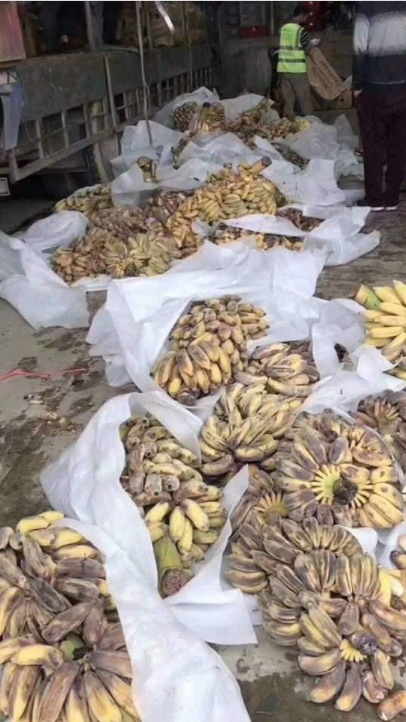 集裝箱無法通關，上千噸水果爛在中越邊境