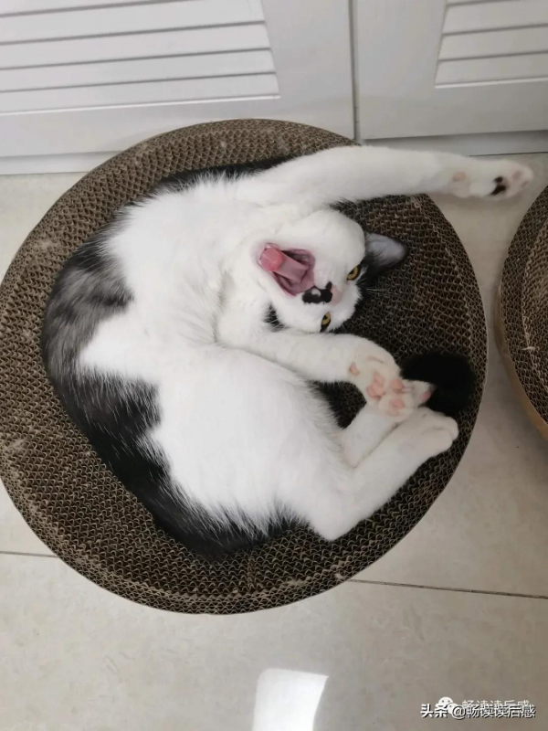 “貓中二哈”奶牛貓 “貓中二哈”奶牛貓