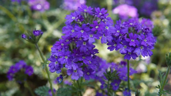 金融學學科最好的十所大學