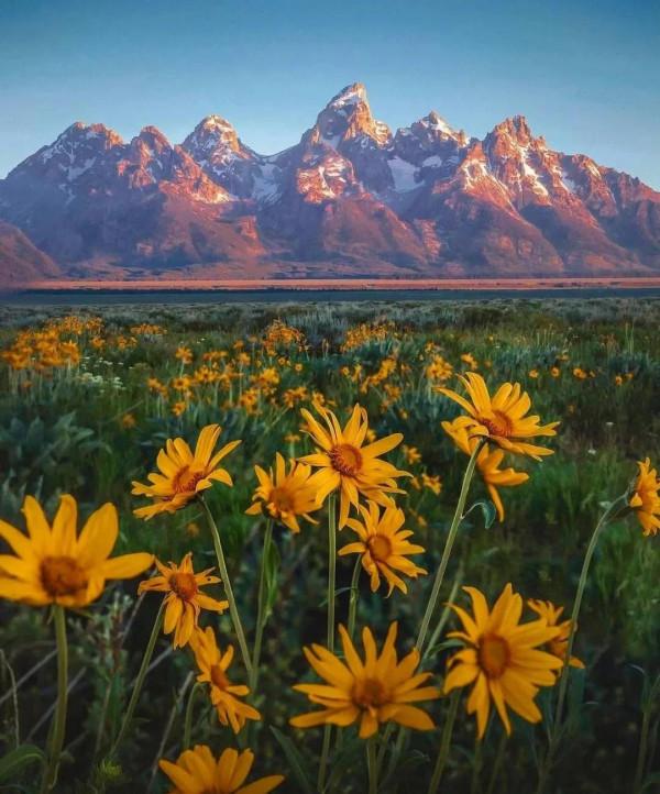 冬日裡的山與花