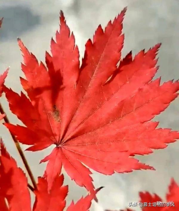 中國最美的10個紅葉景區,每一個都美到極致,你去過幾個? 中國最美的10個紅葉景區,每一個都美到極致,你去過幾個?