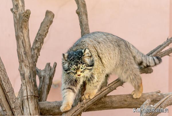 兔猻吃席風波：高山正經班主任，不敵方臉輔導員