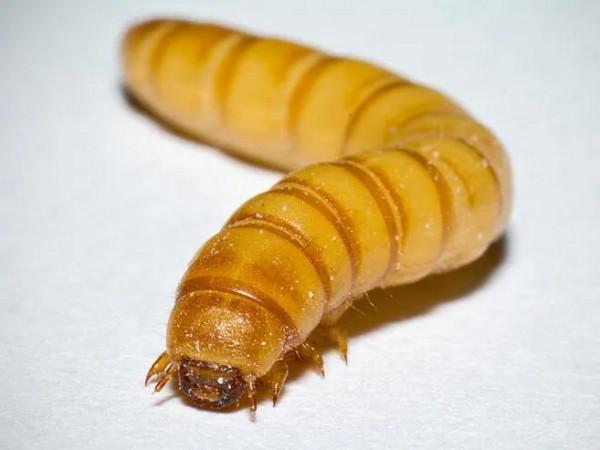 麵包蟲的各種八卦 麵包蟲的各種八卦