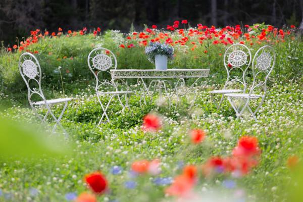 多少人的夢想!湖南姑娘用5年,在新疆禾木打造了個絕美花園 多少人的夢想!湖南姑娘用5年,在新疆禾木打造了個絕美花園