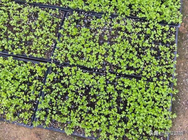 葉菜都是直接播種嗎？這5種育苗移栽長得更好，方法簡單不妨一試