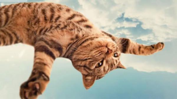 人們常說“貓有九條命”，這是真的嗎？為何貓從高處摔下也不會死