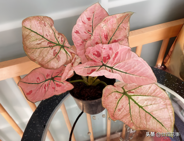 10種綠植“小而美”，適合室內，耐陰好養，顏值高有格調