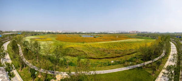 北京環球度假區的這片“專屬花海”簡約卻不簡單 北京環球度假區的這片“專屬花海”簡約卻不簡單