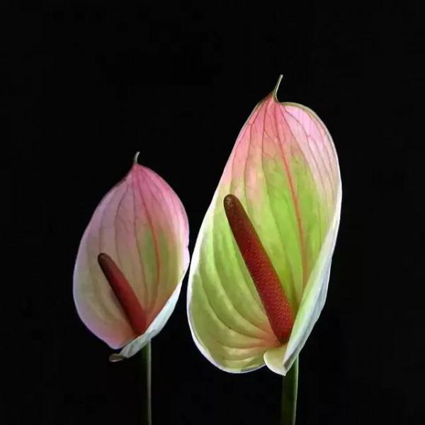 世界金獎醉美的花卉