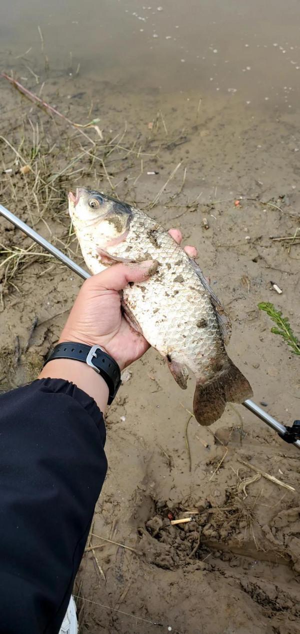 路亞另類串鉤底釣竟釣得斤鯽一條