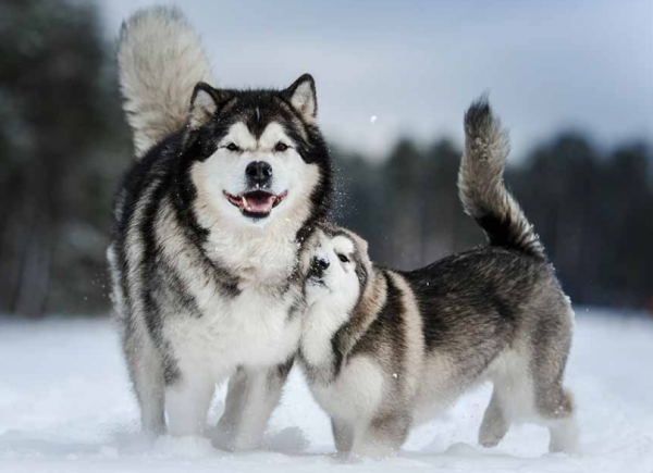 狗界“無攻擊性”犬種，哈士奇上榜