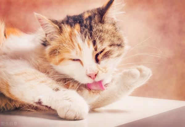 貓咪什麼行為說明他們吃飽了? 貓咪什麼行為說明他們吃飽了?