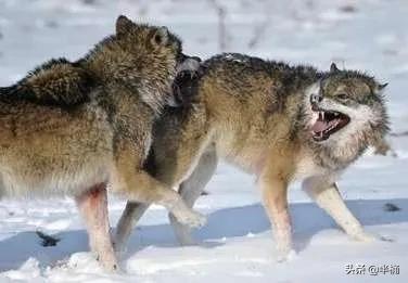 狼的戰鬥力有多強?相同體重條件下,任何狗都不是狼的對手 狼的戰鬥力有多強?相同體重條件下,任何狗都不是狼的對手