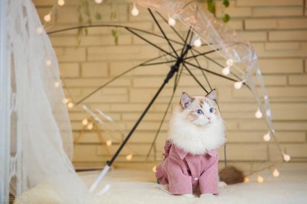 布偶貓，最多人養的寵物貓之一，告訴你啥