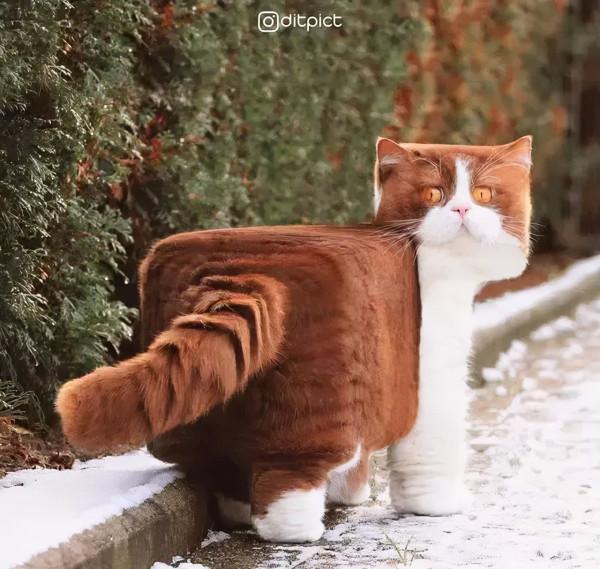 救命!國寶熊貓困在PS裡面了 救命!國寶熊貓困在PS裡面了