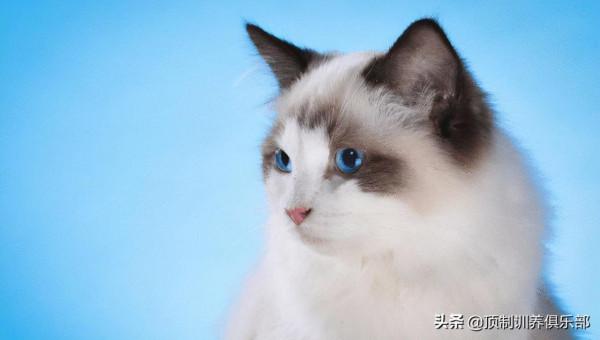 與貓咪耳蟎作鬥爭,是每個鏟屎官的必備技能 與貓咪耳蟎作鬥爭,是每個鏟屎官的必備技能