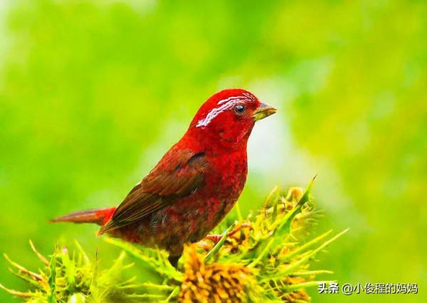 極品紅色鳥&mdash;&mdash;酒紅朱雀
